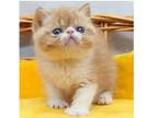 22 WOL TICA and CFA Persian kitten