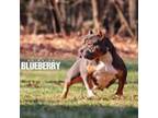 Blueberry