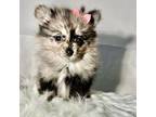 Pomeranian Puppy for sale in Calabasas, CA, USA