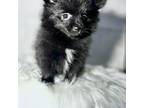 Pomeranian Puppy for sale in Calabasas, CA, USA