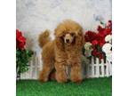 Poodle (Toy) Puppy for sale in Butler, MO, USA