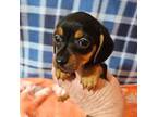 Dachshund Puppy for sale in Moro, IL, USA