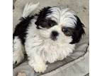 Shih Tzu Puppy for sale in Pahrump, NV, USA