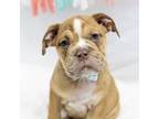 Bulldog Puppy for sale in Jones, MI, USA