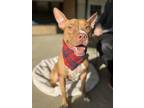 Adopt Harrison Ford a Brown/Chocolate Pit Bull Terrier dog in Mundelein