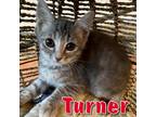 Adopt Turner a Gray or Blue Domestic Shorthair / Domestic Shorthair / Mixed cat
