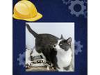 Adopt Richie a Gray or Blue Domestic Shorthair / Mixed cat in St.