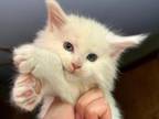 White Odd Eyed Gerl Mainecoon Sold
