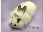 Adopt Maria a White Lionhead / Mixed rabbit in Harrisburg, PA (37510917)