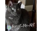 Adopt Papaya (bonded with Marcella and Aquila) a Gray or Blue Domestic Shorthair