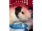 Adopt Sweet Pea a White Guinea Pig (short coat) small animal in Edinburg