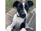 Adopt Thor a Black - with White Terrier (Unknown Type, Small) / Mixed dog in