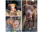 Adopt Sansa a Brown/Chocolate Mixed Breed (Large) / Mixed dog in Boaz
