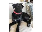 Adopt Princess Leia a Black Labrador Retriever / German Pinscher dog in