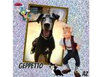 Adopt Geppetto a Black - with White Great Dane / Mixed dog in GLENDALE