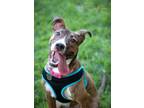 Adopt Salem a Brindle - with White American Staffordshire Terrier / Mixed dog in
