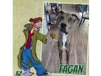 Adopt Fagan a Merle Great Dane / Mixed dog in GLENDALE, AZ (37478655)