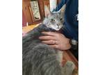 Adopt Wyatt a Gray, Blue or Silver Tabby Domestic Shorthair (short coat) cat in