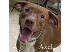 Adopt Axel a Black - with White Mountain Cur / Mixed dog in Warren