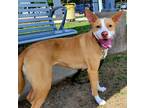 Adopt Staccato a Tan/Yellow/Fawn Basenji / Mixed dog in Dallas, TX (37594200)