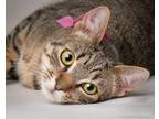 Adopt Sapphire a Brown Tabby Domestic Shorthair (short coat) cat in Sherman
