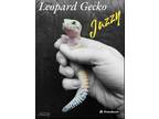 Adopt Jazzy a Gecko reptile, amphibian, and/or fish in Vista, CA (37541058)