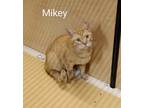 Adopt Mikey a Orange or Red Tabby Domestic Shorthair (short coat) cat in