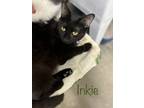 Adopt Inkie a All Black Domestic Shorthair / Domestic Shorthair / Mixed cat in