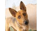 Adopt LULA a Shepherd (Unknown Type) / Australian Kelpie / Mixed dog in Pt.