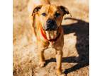 Adopt Atom a Brown/Chocolate Boxer / Mixed dog in Cabot, AR (37703709)
