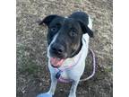 Adopt PJ a Black Labrador Retriever / Pit Bull Terrier / Mixed dog in