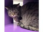 Adopt Dionne a Brown or Chocolate Domestic Shorthair / Domestic Shorthair /