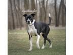 Adopt Hamburgler a Black Mixed Breed (Large) / Mixed dog in Pekin, IL (37499377)