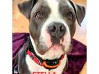 Adopt Stella a Gray/Silver/Salt & Pepper - with Black Pit Bull Terrier / Mixed