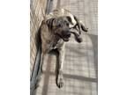 Adopt Maya a Brindle Mastiff / Mixed Breed (Medium) / Mixed (short coat) dog in