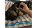 Adopt Rose a All Black Domestic Shorthair / Domestic Shorthair / Mixed cat in