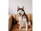 Adopt Fern a Gray/Silver/Salt & Pepper - with White Husky / Mixed dog in Davis