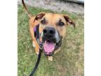 Adopt Rosco a Tan/Yellow/Fawn - with Black Black Mouth Cur / Mixed dog in Winter
