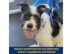 Adopt Diego a Black Mixed Breed (Medium) / Mixed dog in Westhampton