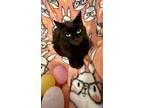 Adopt Bee a All Black Domestic Shorthair (short coat) cat in Sharon Center