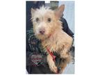 Adopt COH Titan a Tan/Yellow/Fawn Terrier (Unknown Type, Small) / Mixed dog in
