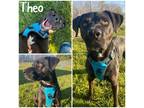 Adopt Theo a Black Labrador Retriever / Mixed dog in Crawfordsville