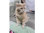 Adopt Toast a Tan or Fawn Domestic Shorthair (short coat) cat in Missoula