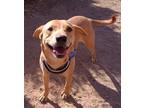 Adopt Jesse a Tan/Yellow/Fawn Labrador Retriever / Mixed dog in Las Cruces