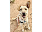 Adopt Hank a White Labrador Retriever / Mixed Breed (Medium) / Mixed (short