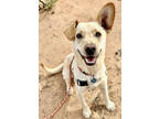 Adopt Hank a White Labrador Retriever / Mixed dog in Las Cruces, NM (37569537)
