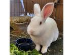 Adopt Lee a White Florida White / Mixed (short coat) rabbit in Aurora