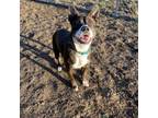 Adopt Goofy Goober a Brindle Mixed Breed (Medium) / Mixed dog in Warrensburg