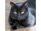 Adopt Tony Montana a All Black Domestic Shorthair / Mixed cat in Cumming