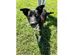 Adopt Oliver a Black - with White Border Collie / Canaan Dog / Mixed dog in